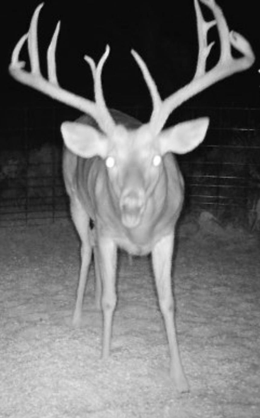 Whitetail deer hunt with Bitter Creek Outfitters in southwest Oklahoma