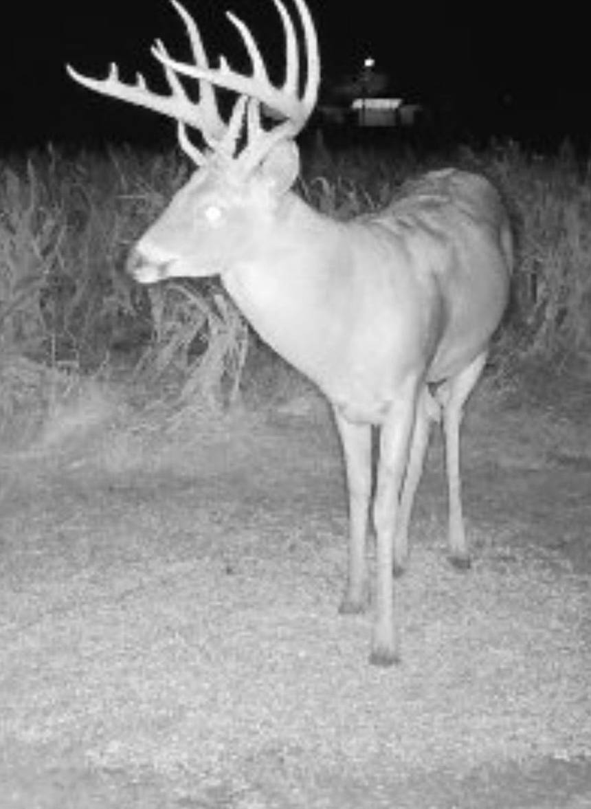 Whitetail deer hunt with Bitter Creek Outfitters in southwest Oklahoma